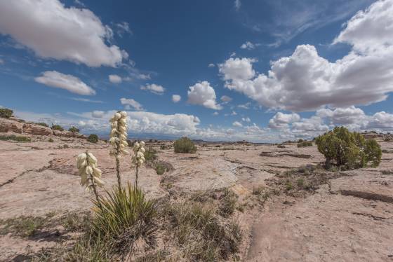 Yucca seen on the way to Delta Pool Yucca seen on the way to Delta Pool near Moab, Utah