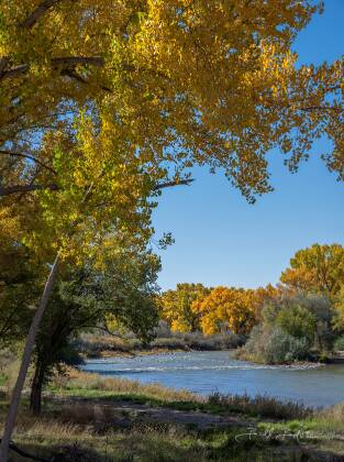 Animas River Cottonwoods Cottonwood Tress by the Animas River in mid October