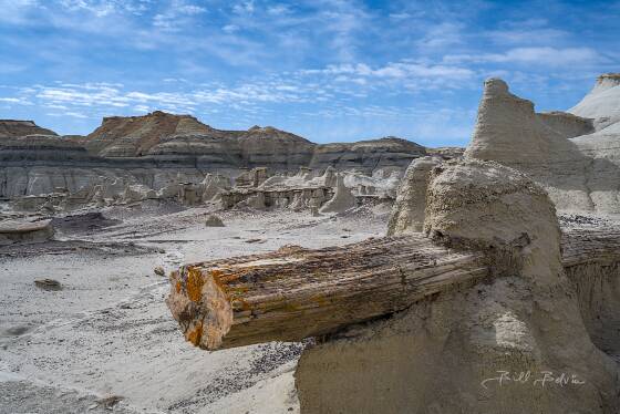 Petrified Log 3 Petrified Log in Petrified Cove in the Bisti Badlands.