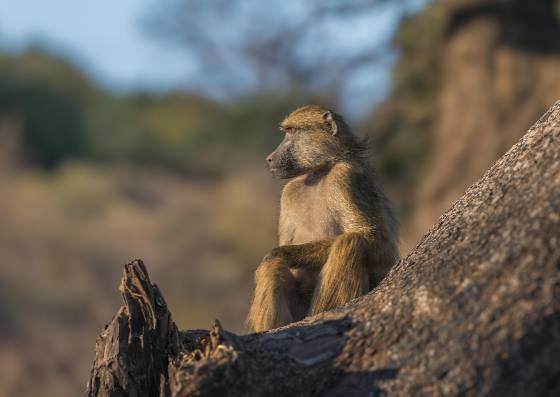 Chacma Baboon 1 Chacma Baboon resting on log. Seen in Botswana.