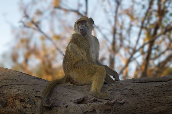 Chacma Baboon 2 Chacma Baboon resting on log. Seen in Botswana.
