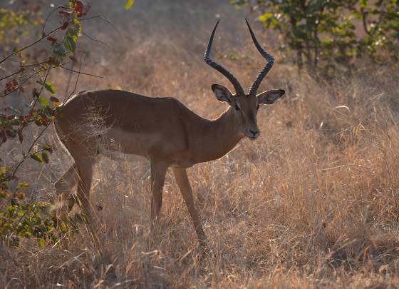 Impala 2 Impala seen in Botswana