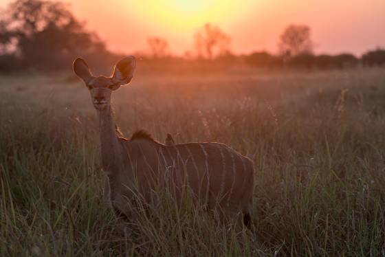 Edge Lit Kudu Edge Lit Kudu seen in Botswana