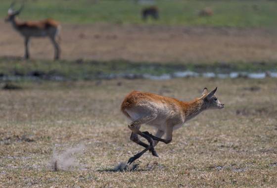Female Red Lechwe 2 Female Red Lechwe running seen in Botswana