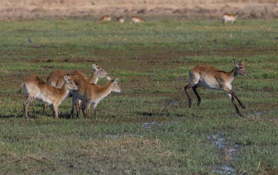 Female Red Lechwe Female Red Lechwe jumping over water seen in Botswana