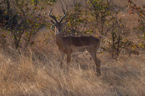 Impala Impala seen in Botswana