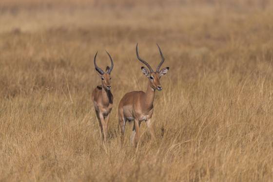 Impala 3 Impala seen in Botswana