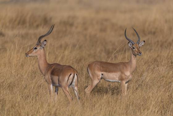 Impala 4 Impala seen in Botswana