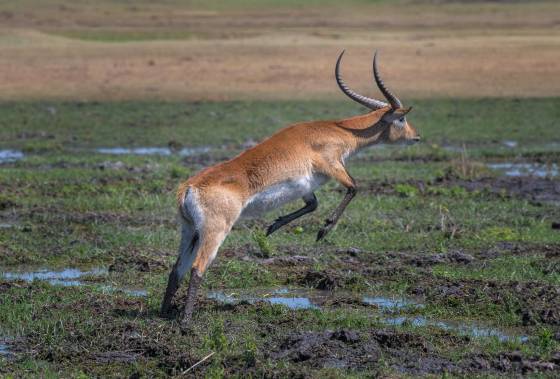 Male Red Lechwe Male Red Lechwe jumping over water seen in Botswana