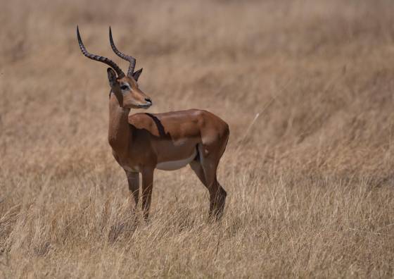 Male red Lechwe 3 Male Red Lechwe seen in Botswana.