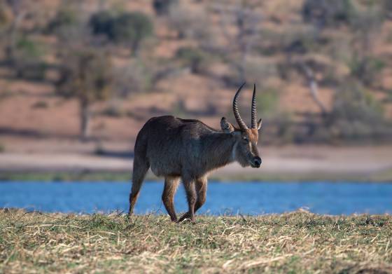 Waterbuck Waterbuckl seen in Botswana