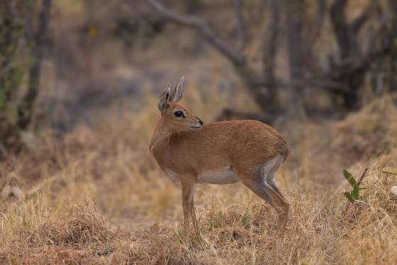 Wide-eyed Steenbok Wide Eyed Steenbok seen in Botswana