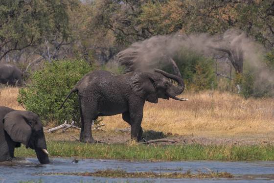 Elepahnt Splashing Mud Elephant splashing mud to cool-down and shield it from insects and sunburn. Seen in Botswana.