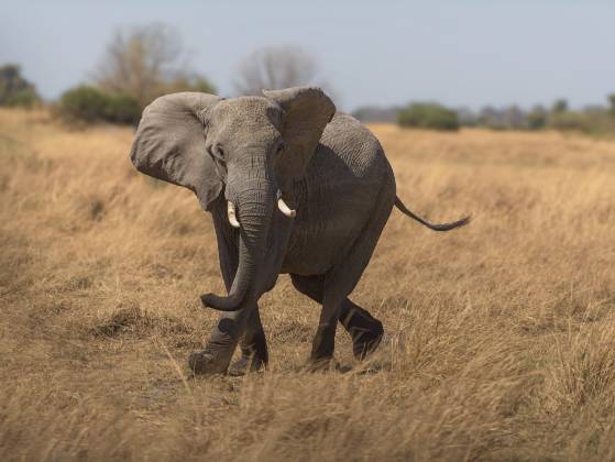 Elephant Walking 1 Elephant wlkaing, seen in Botswana.