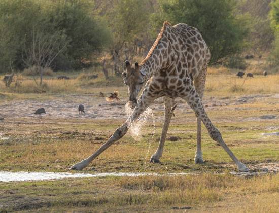 Giraffe Drinking 3 Giraffe and Oxpecker drinking water in Botswana. Oxpecker with WIngs Spread also.