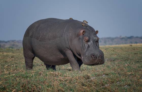 Hippo and Red-billed Oxpeckers Hippo and Red-billed Oxpeckers seen in Botswana