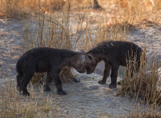 Face Off Spoted Hyemna Cubs are born ready to rumble. Seen in Botswana