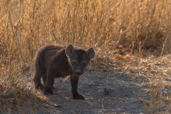 Hyena Cub Walking Spotted Hyena Cub seen in Botswana
