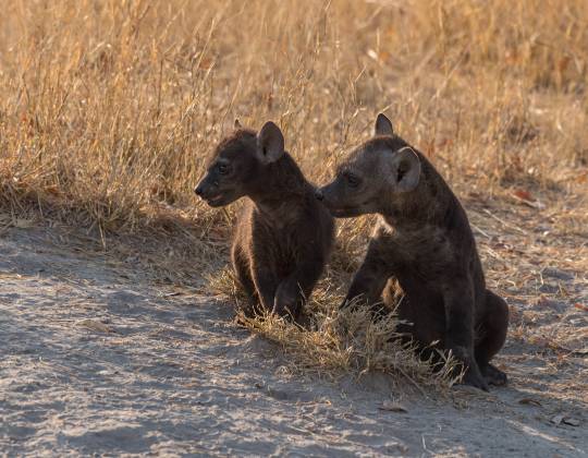 Hyena Cubs Spotted hyena cubs on the lookout in Botswana