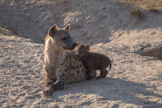 Hyena and Cub 1 Spotted Hyena and Cub seen in Botswana. Den in Background. Caretaker is porobably Male, females often out hunting.