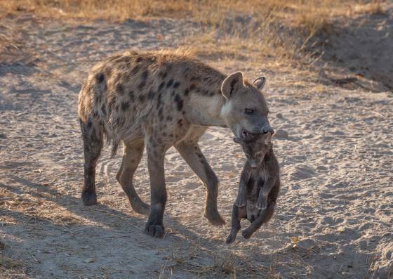 Hyena and Cub 3 Spotted Hyena and Cub seen in Botswana. Den in Background. Caretaker is porobably Male, females often out hunting.
