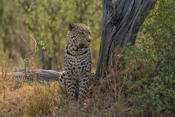 Leopord 1 Leopord seen in Botswana