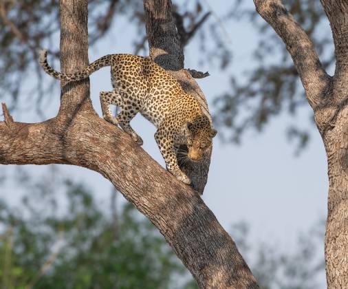 Leopord Leaving Tree 1 Leopord climbing down from a tree seen in Botswana.