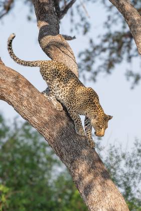 Leopord Leaving Tree 2 Leopord climbing down from a tree seen in Botswana.