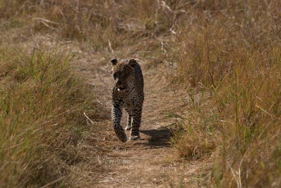 Leopord Walking Leopord walking on a trail in Botswana,