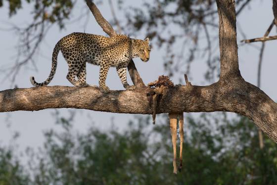 Leopord and Carcass Leopord and Carcass in tree, seen in Botswana.