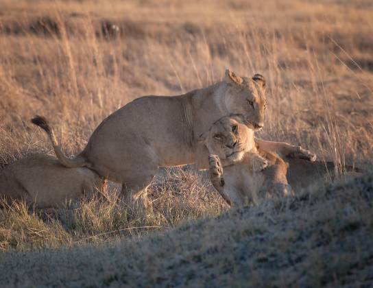 Annoying Lion Aggravting Lion biting another lion, seen in Botswana.