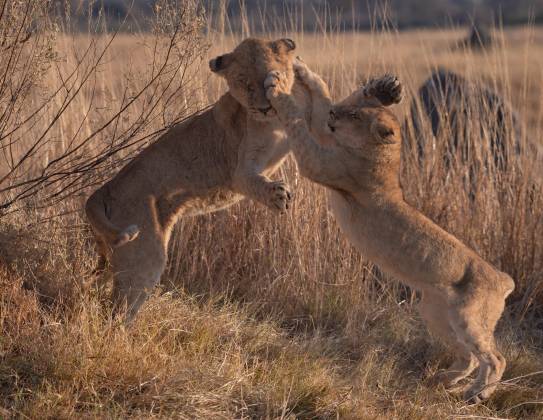 Playtme 2 Lions playing in Botswana