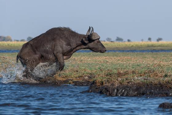 Buffalo leaving the Chobe Buffalo seen on the Chobe River in Botswana.