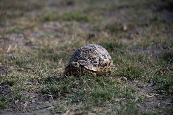 Leopord Turtle Leopord Turtle seen in Botswana.