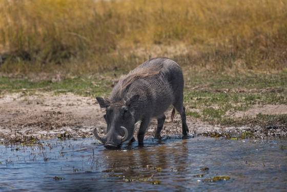 Warthog Drinking Warthod seen Drinking in Botswana.