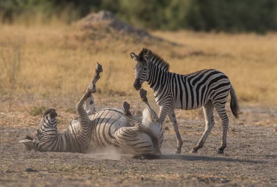 Tick removal made Easy Zebra rolling on the ground to remove tcisk and other parasites. Seen in Botswana.