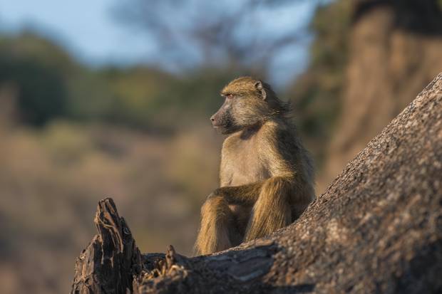 Baboons