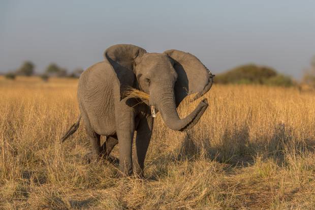 Elephants