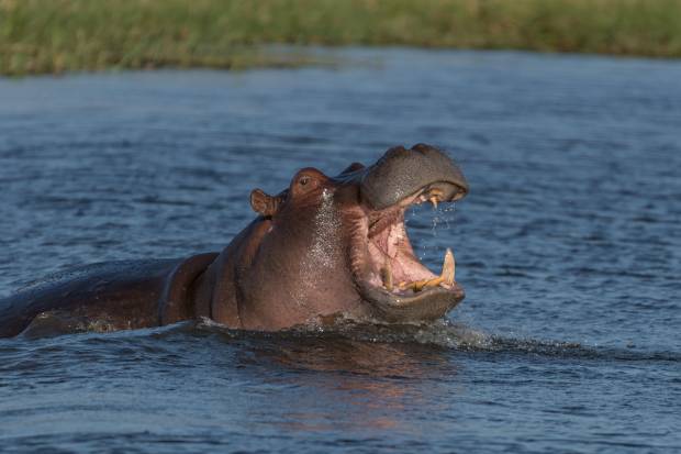 Hippos