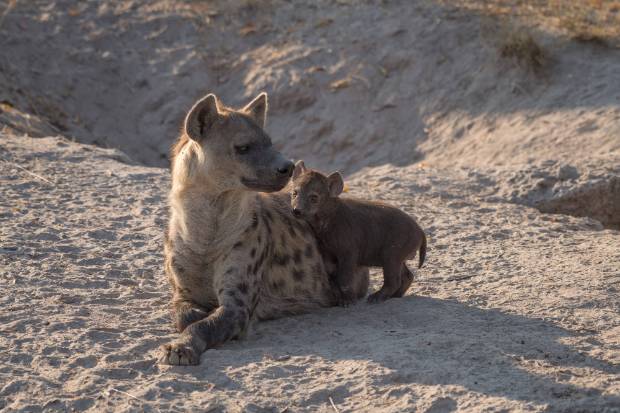 Hyenas