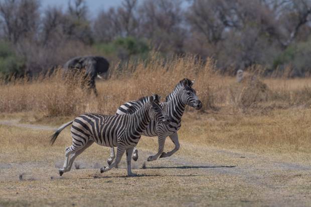 Zebra