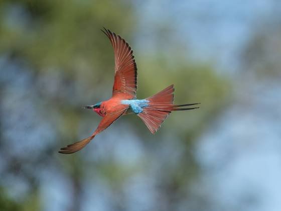 Carmine Bee-Eater in Flight Carmine Bee-Eater in Flight seen in Botswana