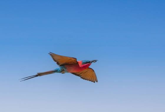 Carmine Bee-eater 4 Carmine Bee-Eater in Flight seen in Botswana