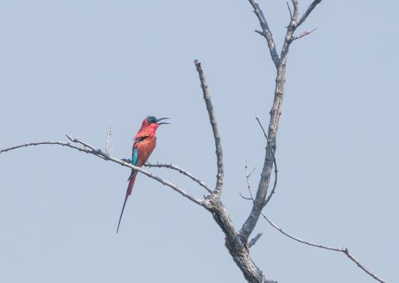 Carmine Bee-eater seen in Botswana Carmine Bee-eater seen in Botswana