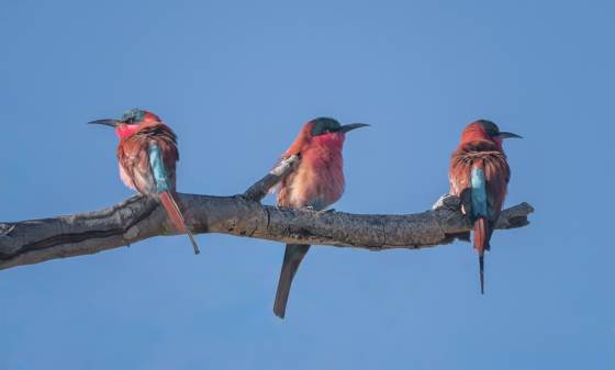 Carmine Bee-eaters Carmine Bee-eaters seen in Botswana