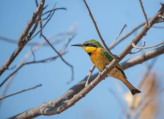 Little Bee-eater 2 Little Bee-eater seen in Botswana