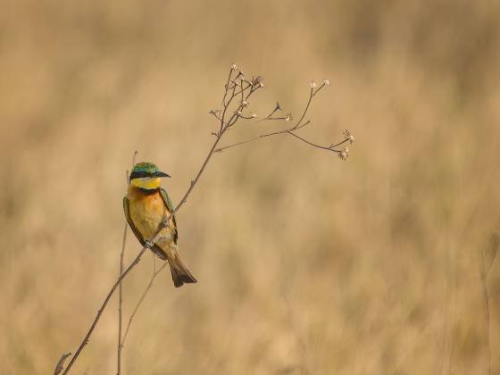 Little Bee-eater 3 Little Bee-eater seen in Botswana