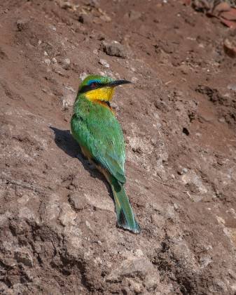 Litttle Bee=eater Litttle Bee=eater seen in Botswana