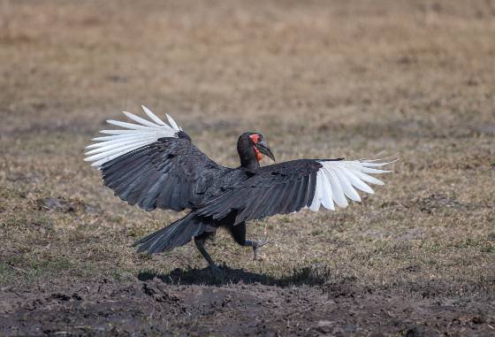 Ground Hornbill Ground Hornbill seen in Botswana