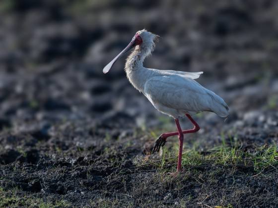 African Spoonbill African Spoonbill seen in Botswana